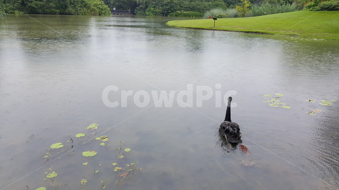 흑조,백조,검은백조,blackswan,swan,bird,호수,lake,singapore,열대지방,tropics,새,조류