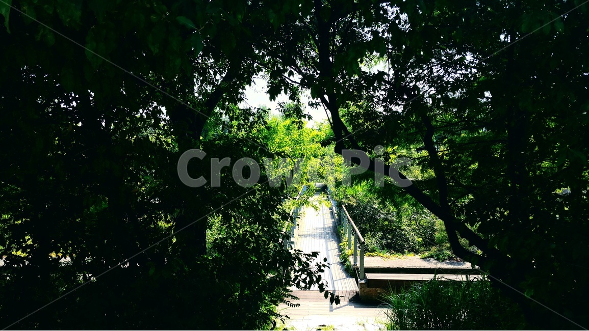 선유도,숲,다리,나무,여름,자연,풍경,nature,landscape,outdoors,옥외,arbour,정자,garden,정원