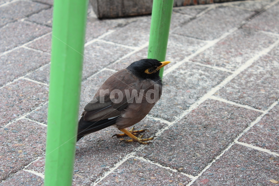 새,동물,조류,bird,animal,인도구관조,commonmyna,호주,australia,동물,animal,조류,새,birds