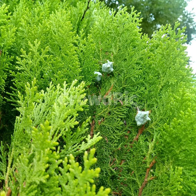 황금측백나무,열매,tree,leaf,연두색