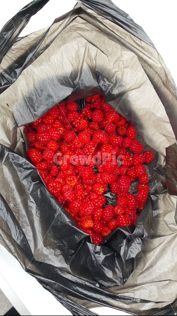 딸기,산딸기,야생,채집,여름,복분자,음식,식재료,요리,food,cook,meal,dishes,food reserves,과일,열매,fruit