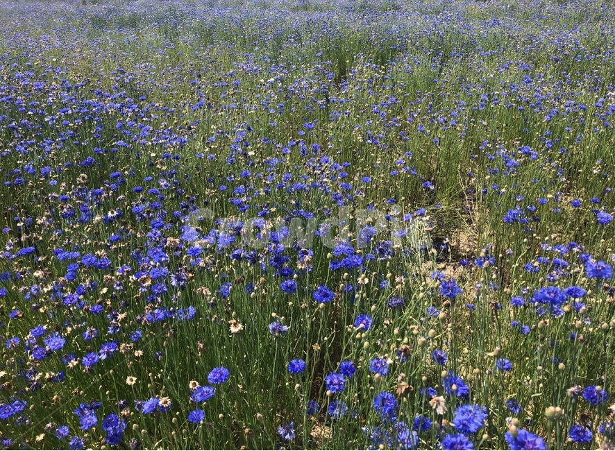 자연,풍경,감성,감성사진,수레국화,꽃밭,꽃,식물,자연,plants,nature,꽃,flower