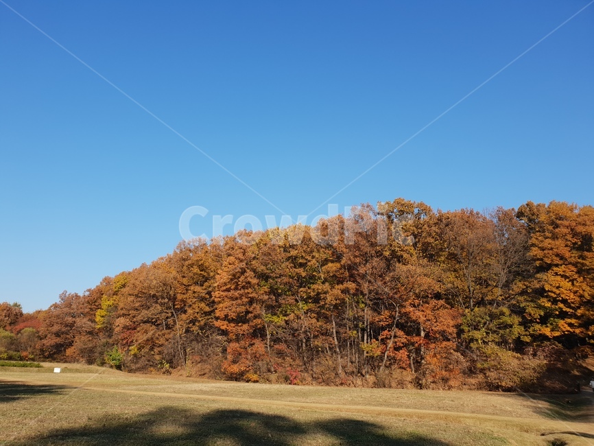 가을풍경,단풍,단풍놀이,가을감성,소나무,융릉,건릉,산책로,숲,나무,낙엽,가을,계절,fall,autumn,season,자연,풍경,nature,landscape,field,들,grassland,목초지,outdoors,옥외
