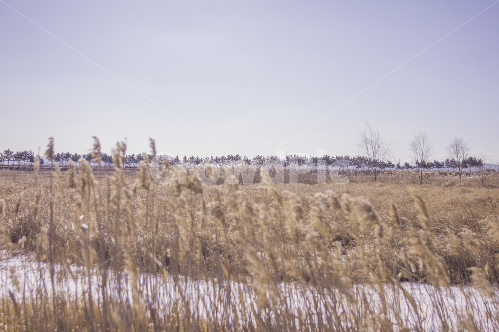 풍경,눈,갈대,가을,적막,고요,외로움,풍경사진,감성,겨울,계절,winter,season,자연,풍경,nature,landscape,grass,잔디,plant,식물,lawn