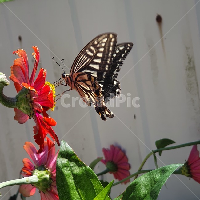 곤충,insect,animal,butterfly,plant,식물,나비,곤충,벌레,insect,bug