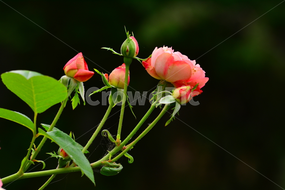 장미,장미꽃,로즈,꽃,아름다움,예쁜,플라워,데코레이션,꽃송이,꽃잎,feeling,rose,flowers,5월,계절의여왕,가시,가든,정원,앞뜰,장미원,장미축제,BEAUTIFUL,plant,garden,분홍색장미,식물,자연,plants,nature,꽃,flower
