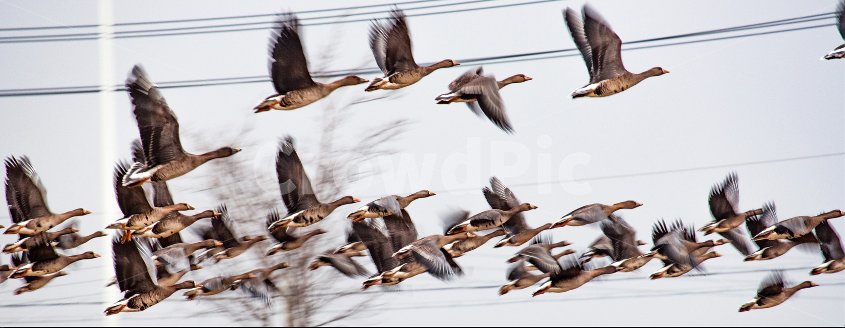 bird,flying,flock,조류,가을,하늘,파노라마,새,animal,동물