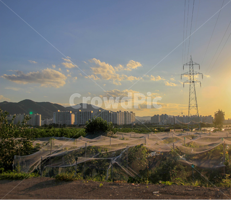 도시,과수원,자연,노을,송전탑,조경,한국적풍경,korea,도시,풍경,city,landscape