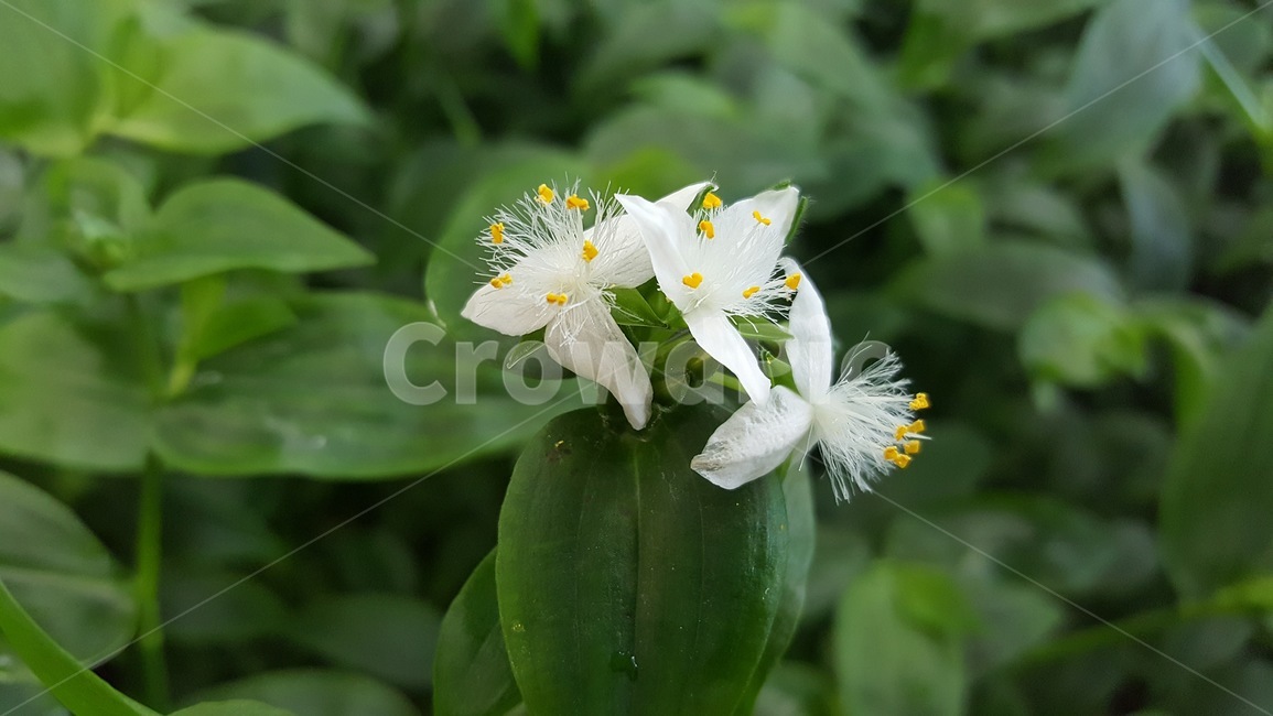 야생화,들꽃,난초,흰꽃,꽃,식물,자연,plants,nature,꽃,flower
