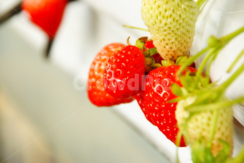 봄,딸기,하우스,비닐하우스,농사,귀농,베리,과일,열매,fruit