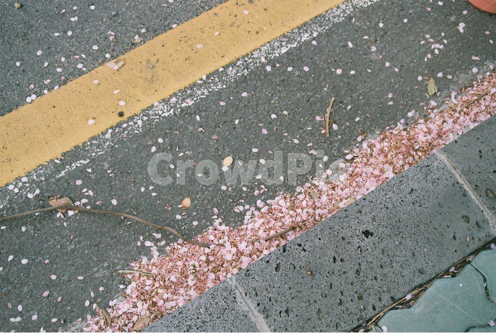 asphalt,아스팔트,road,도로,꽃잎,벚꽃,봄,감성,필름카메라