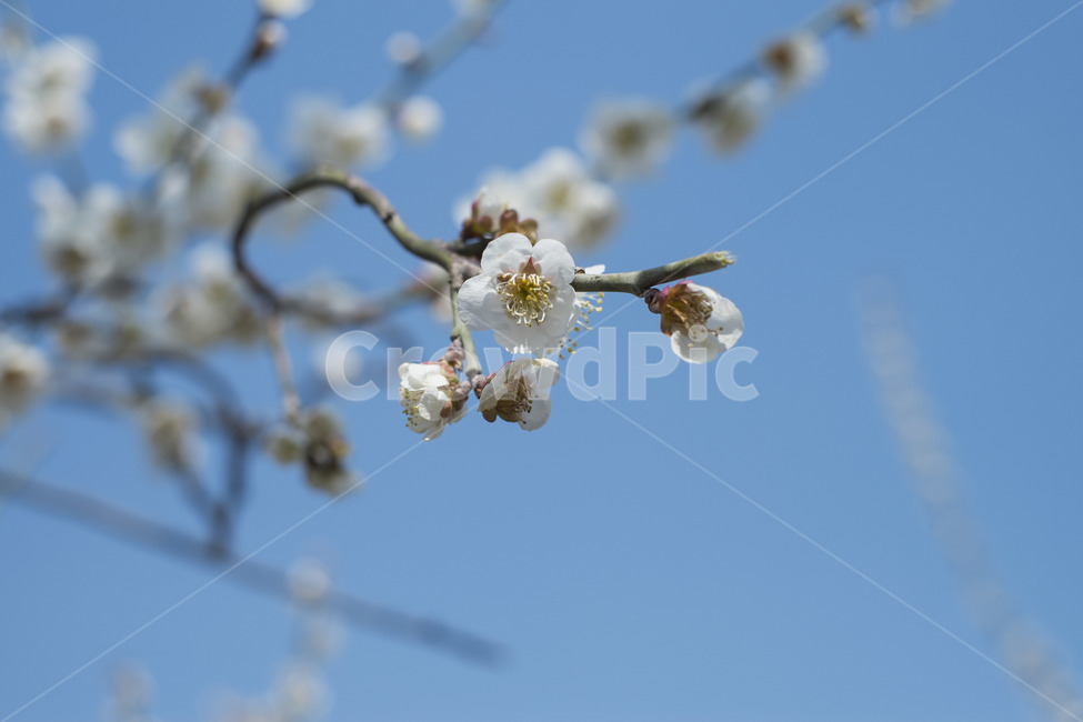 매화,꽃,하늘,봄,봄꽃,flower,봄,계절,spring,season,식물,자연,plants,nature,꽃,flower,plant