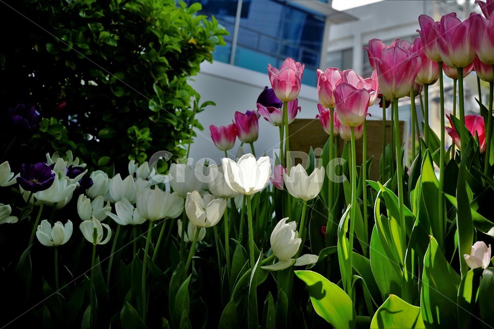 봄,봄꽃,화사함,자연,행복,힐링,bloom,colorful,floral,flower,gardenflowers,happymind,life,nature,plant,spring,식물,자연,plants,nature,꽃,flower