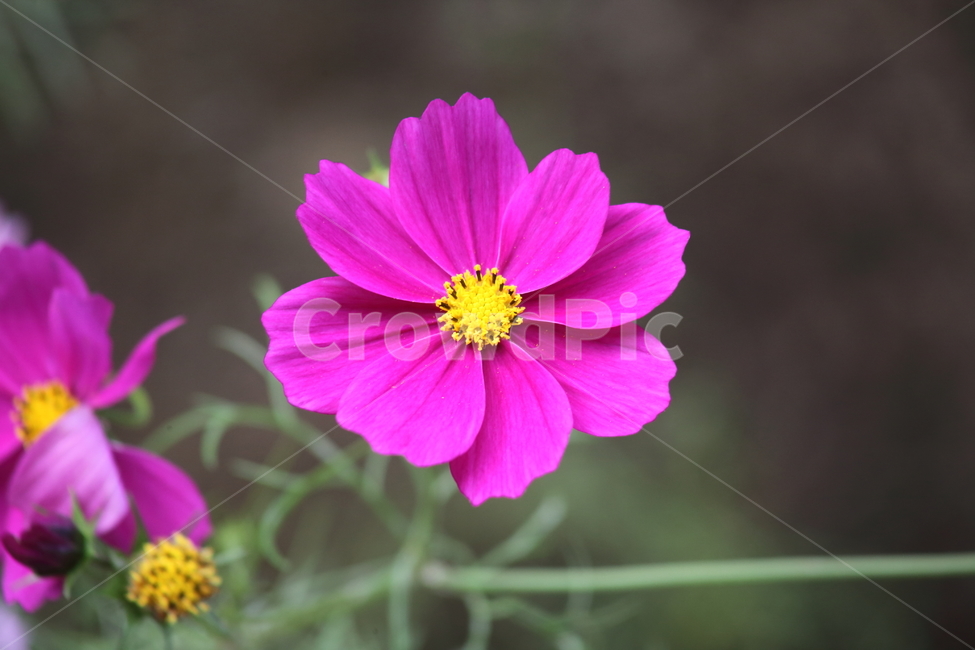 코스모스,꽃,cosmos,blossom,flower