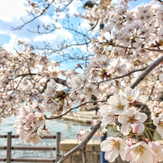 봄,벚꽃,꽃,근접샷,근접,봄,계절,spring,season,식물,자연,plants,nature,꽃,flower,plant,blossom