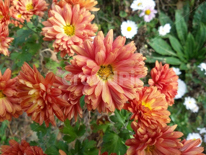 plant,식물,flower,꽃,자연,식물,자연,plants,nature,꽃,flower