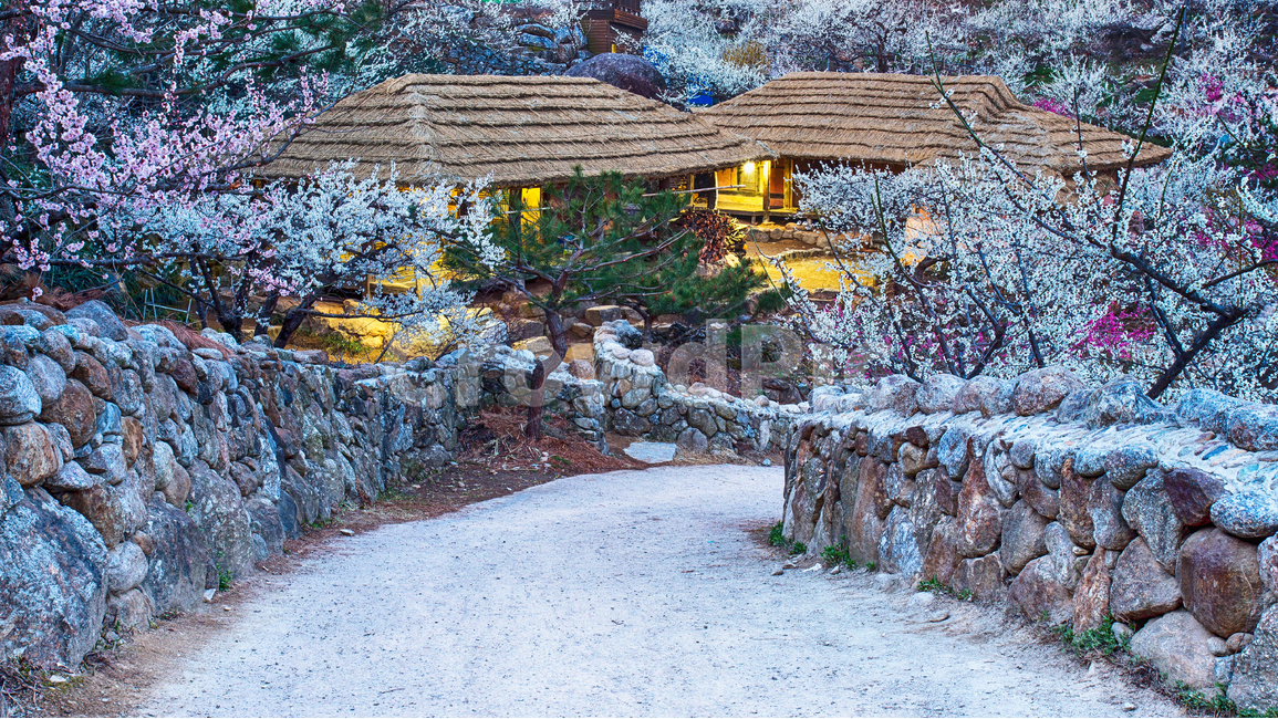 매화마을,초가집,야경,매화,풍경,전통풍경,청매실농원,nature,spring,landscape,nightscape,봄,계절,spring,season,시골,마을,풍경,landscape,country,rural,town,한국전통,한국문화,korean traditional,korean culture,자연,outdoors,옥외