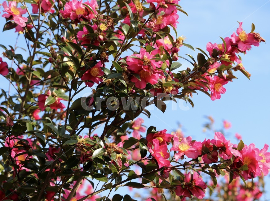 camellia,동백,동백꽃,plant,식물,꽃,flower