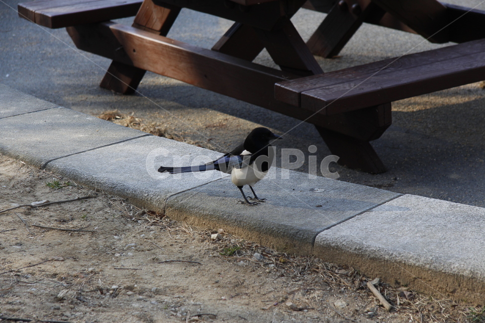 animal,동물,bird,새,까치