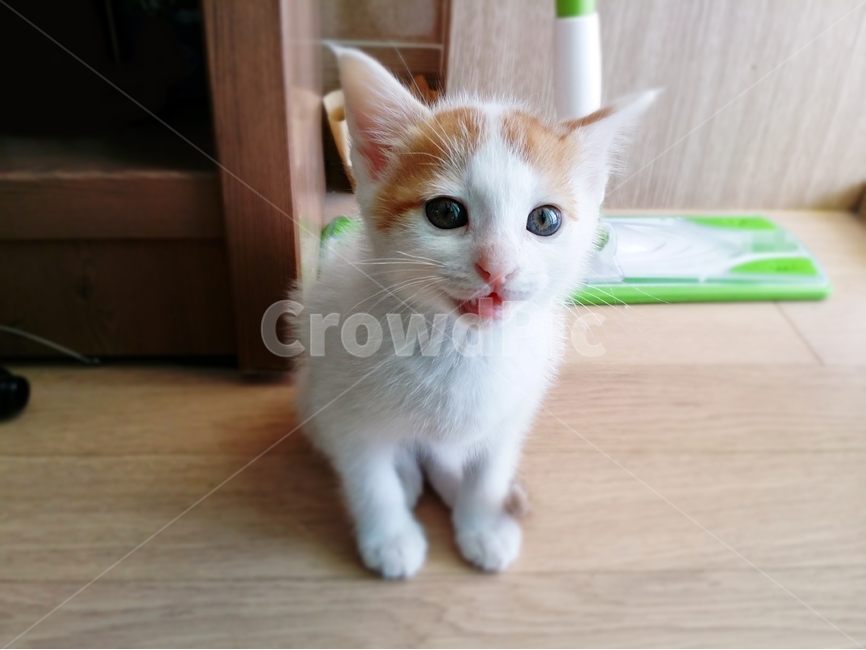 애묘,고양이,새끼고양이,포유류,동물,동물,animal,포유류,mammal,고양이,cat,kitten,kitty