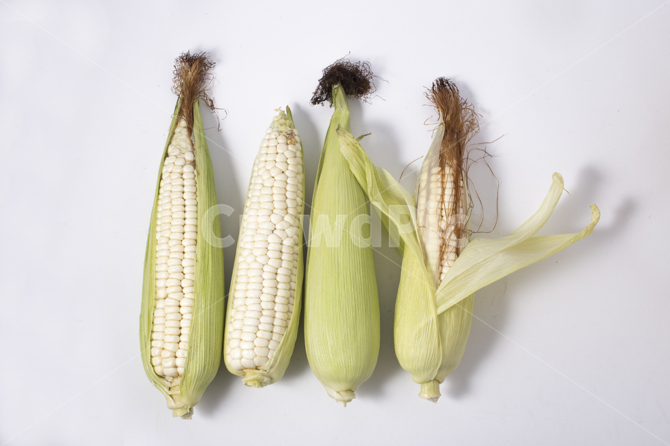 옥수수,식물,알맹이,노란색,찰옥수수,옥수수수염,콘,간식,팝콘,음식,식재료,요리,food,cook,meal,dishes,food reserves