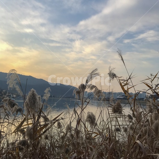 grass,갈대,수성못,노을,못,plant,식물,lawn,잔디,reed,갈대밭,호수,자연,풍경,nature,landscape