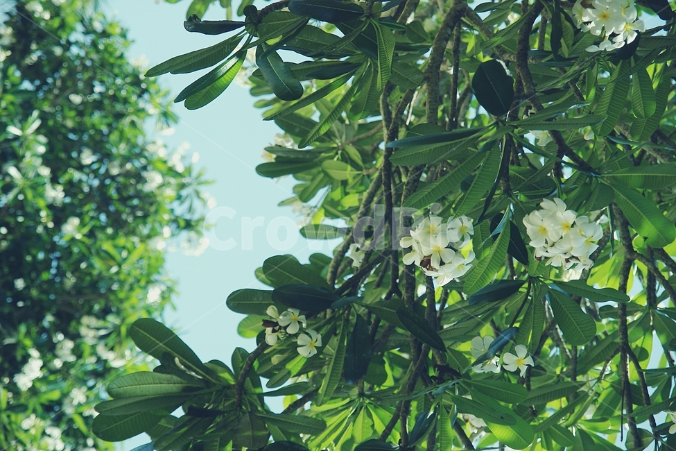 휴식,relax,열대,tropical,하늘,sky,열대나무,tree,나뭇잎,leaf,초록,green,summer,여름,그늘,나무그늘,식물,자연,plants,nature,꽃,flower,감성,sensible,feeling