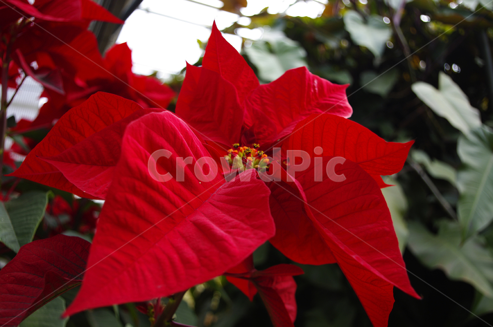 꽃,flower,plant,color,포인세티아,식물,자연,plants,nature,꽃,flower