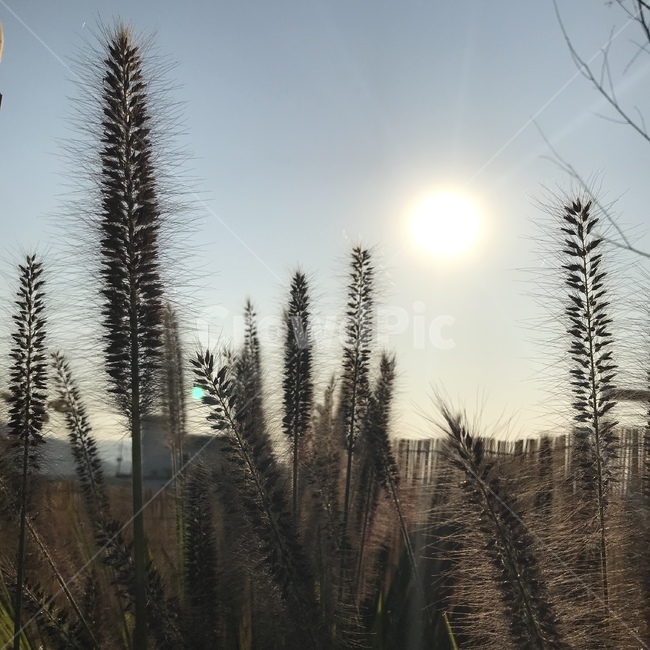 plant,식물,햇빛,sunshine,스쿠렁,식물,자연,plants,nature