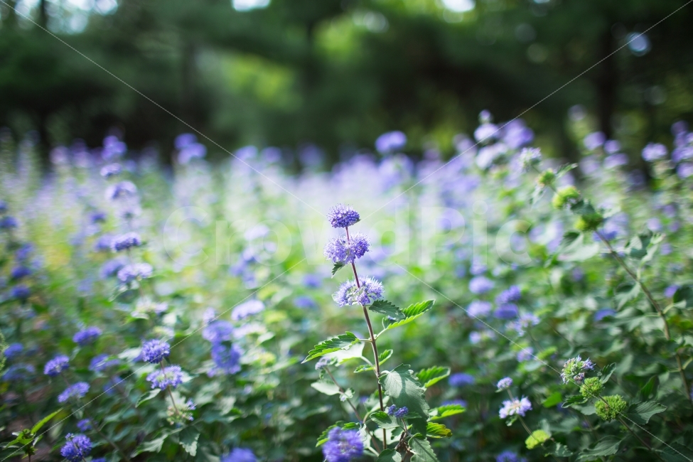 꽃,스냅,풍경,자연,감성,식물,자연,plants,nature,꽃,flower,감성,sensible,feeling