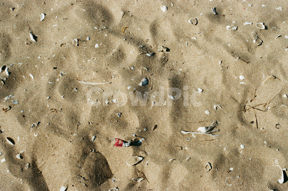 Beach,ocean,broken clam,seashell,white sand beach