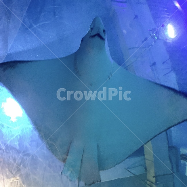 가오리,아쿠아리움,바다생물,aquarium,물고기