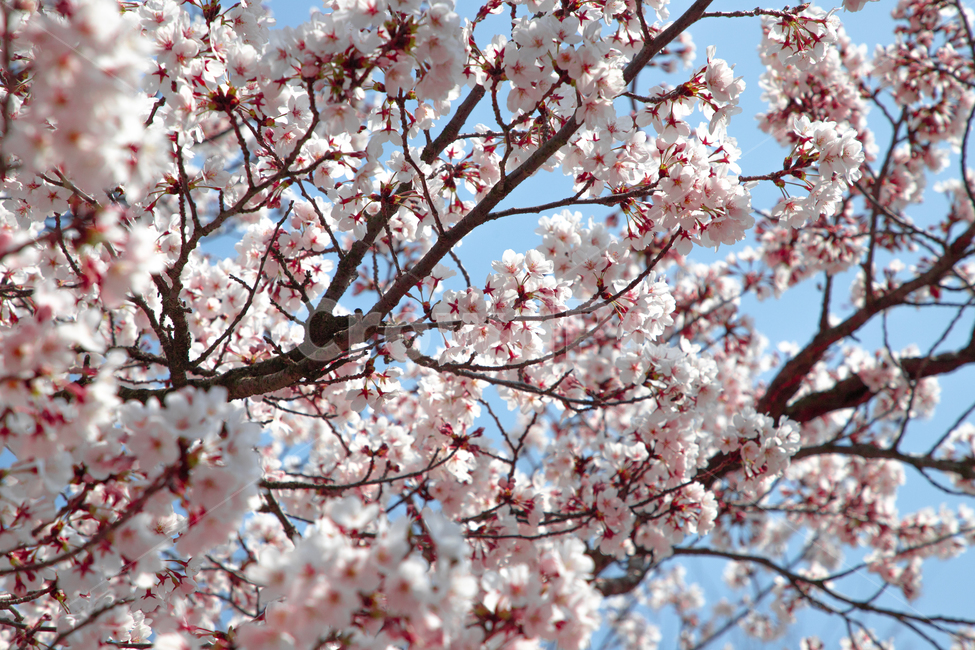 벚꽃,봄,spring,식물,꽃,blossom,plant,flower,벚꽃나무
