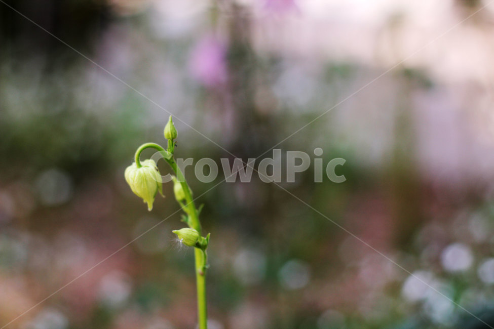 꽃봉오리,식물,봄꽃,flower,plants,꽃,자연,nature,줄기,새싹,시작