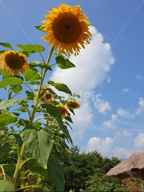 해바라기,해바라기씨,여름,하늘,자연,Sunflower,sunflowerseed,Summer,thebluesky,Nature