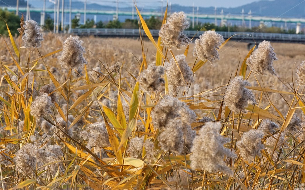 가을,갈대,풍경,자연,식물,plant,nature,autumn,가을,계절,fall,autumn,season