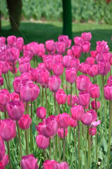 	튤립,꽃,식물,자연,순천,국제정원박람회,풍경,봄,계절,spring,season,식물,자연,plants,nature,꽃,flower,plant,blossom