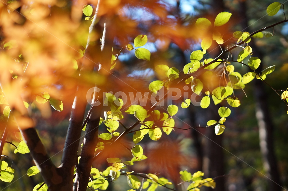 가을,단풍,풍경,빛,빨강,leaf,잎,plant,식물