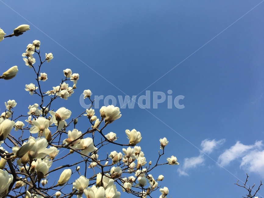 sky,white flower,magnolia blooming,nature,flower buds,tree,flower tree,magnolia tree,whiteflower,magnolia flower,flower,spring flowers,cloud,magnolia,petal,plant