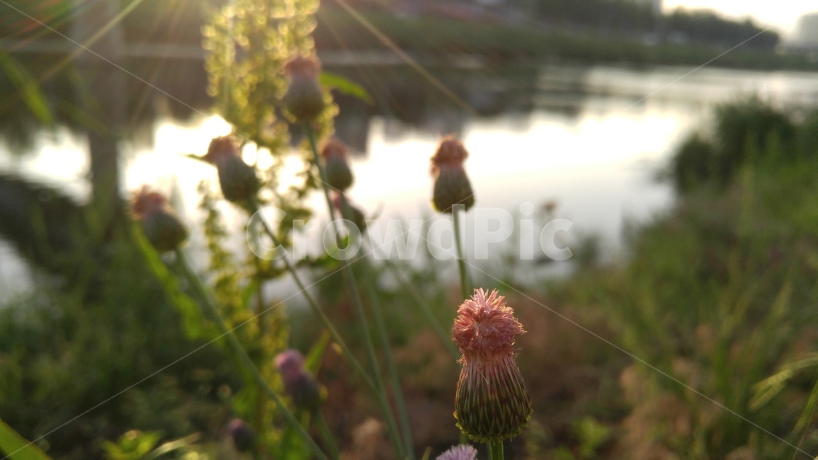 지칭개,꽃,자주색꽃,자주색,녹색,식물,배경,감성,계절,flower,apurpleflower,green,flant,background,emotional,season,bloom