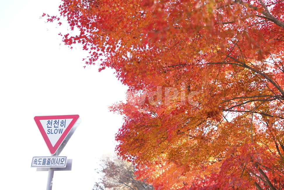 표지판,단풍,빨강,붉은색,천천히,가을,계절,fall,autumn,season,식물,자연,plants,nature,나무,trees,wood,교통,교통수단,traffic,transportation,tree,plant,maple