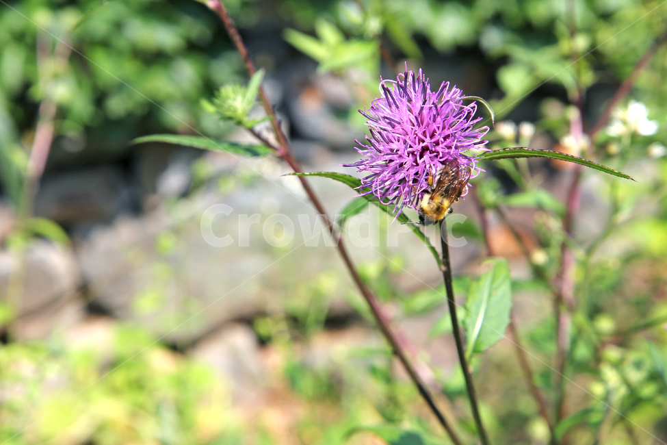 곤드레꽃,벌,꿀벌,꽃,곤드레,blossom,식물,plant,flower,식물,자연,plants,nature,꽃,flower,곤충,벌레,insect,bug