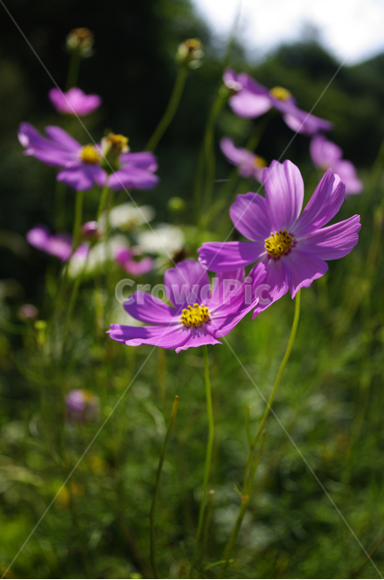 꽃,식물,plant,flower,자연,코스목스,식물,자연,plants,nature,꽃,flower