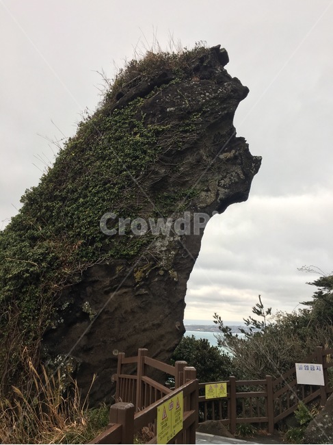 제주,성산일출봉,개,옆모습,강아지,자연,풍경,nature,landscape,outdoors,옥외
