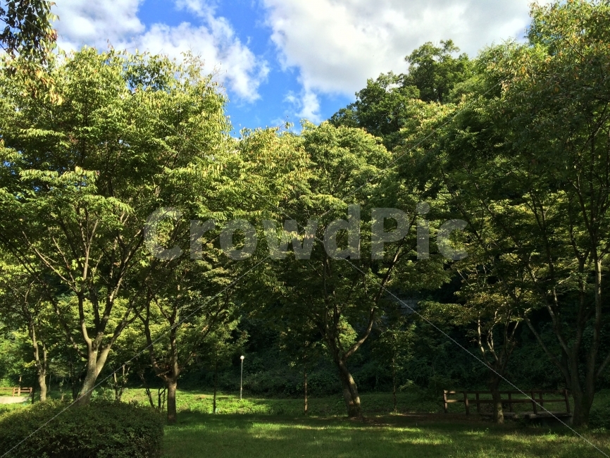 공원,사선대공원,임실,풍경,자연,감성,감성사진,풍경사진,자연,풍경,nature,landscape,plant,식물,tree,나무,tree trunk,나무 줄기