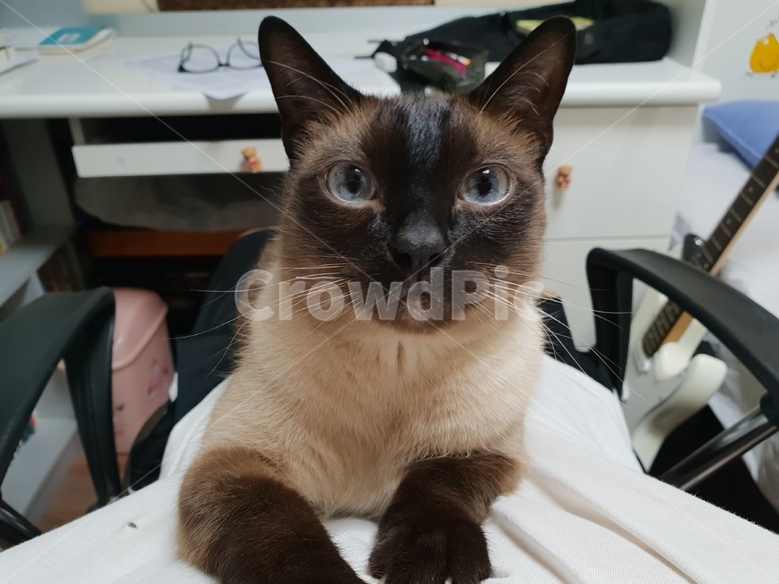 고양이,귀여움,냥이,동물,샴,동물,animal,포유류,mammal,고양이,cat,kitten,kitty