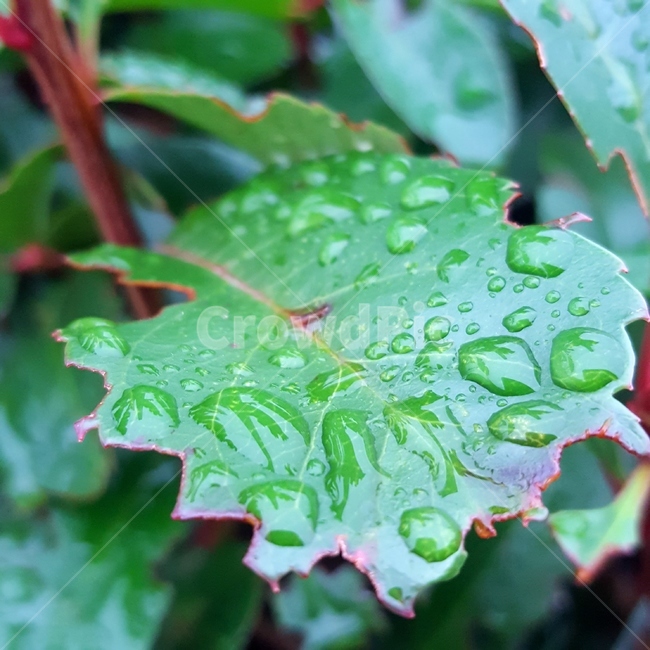 leaf,잎,plant,식물,물방울,이슬,nature,water