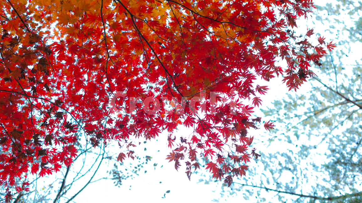 잎,leaf,plant,식물,maple,단풍,가을,가을,계절,fall,autumn,season,tree,나무