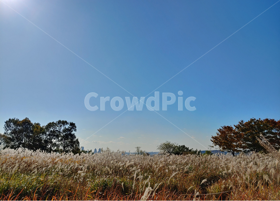 나무,들,목초지,서울,가을,전경,autumn,갈대,공원,갈대숲,reed,경치,landscape,scenery,풍경,자연,field,nature,푸른하늘,grassland,outdoors,옥외,가을,계절,fall,autumn,season,savanna,대초원