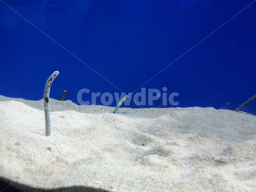 가든일,gardeneel,아쿠아리움,바닷속,해수어,spottedgardeneel